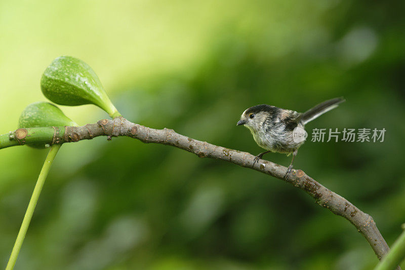 无花果树上长尾山雀(Aegithalos caudatus)